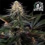 Lockdown Kush Feminized Marijuana Strain by Sensi Seed Bank For Sale Online at Cannabis Seeds Outlet