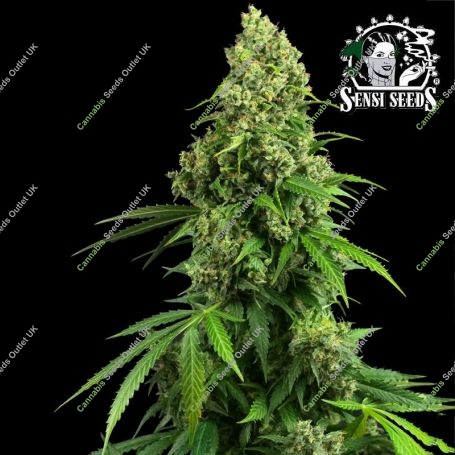 Honey Melon Kush Auto Feminized Marijuana Strain by Sensi Seed Bank For Sale Online at Cannabis Seeds Outlet