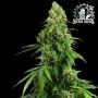 Honey Melon Kush Auto Feminized Marijuana Strain by Sensi Seed Bank For Sale Online at Cannabis Seeds Outlet