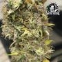 Sensi Seed Bank Honey Melon Kush Smoke Buds Weed Ganja Skunk Dope Pot Images Pics Nuggets
