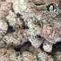 Honey Melon Kush Feminized by Sensi Seed Bank THC Content Potency Strength CBD Height Yield Flowering Time Indica Sativa Genetic