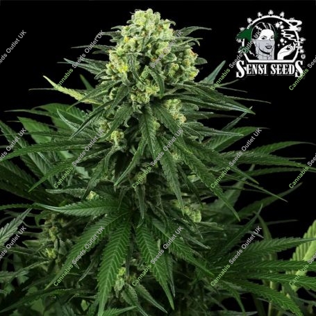 Honey Melon Kush Feminized Marijuana Strain by Sensi Seed Bank For Sale Online at Cannabis Seeds Outlet