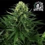 Honey Melon Kush Feminized Marijuana Strain by Sensi Seed Bank For Sale Online at Cannabis Seeds Outlet