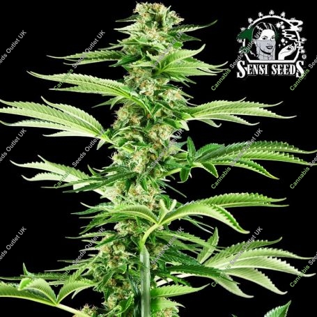 Honey Melon Haze Feminized Marijuana Strain by Sensi Seed Bank For Sale Online at Cannabis Seeds Outlet