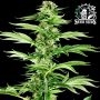 Honey Melon Haze Feminized Marijuana Strain by Sensi Seed Bank For Sale Online at Cannabis Seeds Outlet