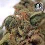 Honey Melon Haze Feminized by Sensi Seed Bank THC Content Potency Strength CBD Height Yield Flowering Time Indica Sativa Genetic