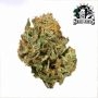 Sensi Seed Bank Honey Melon Haze Smoke Buds Weed Ganja Skunk Dope Pot Images Pics Nuggets