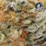Cashew Kush Feminized by Sensi Seed Bank THC Content Potency Strength CBD Height Yield Flowering Time Indica Sativa Genetics
