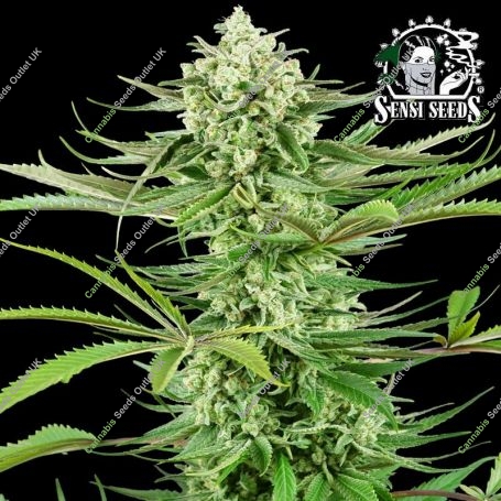 Cashew Kush Feminized Marijuana Strain by Sensi Seed Bank For Sale Online at Cannabis Seeds Outlet