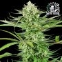 Cashew Kush Feminized Marijuana Strain by Sensi Seed Bank For Sale Online at Cannabis Seeds Outlet