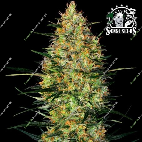 Caramellow Kush Auto Feminized Marijuana Strain by Sensi Seed Bank For Sale Online at Cannabis Seeds Outlet