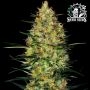 Caramellow Kush Auto Feminized Marijuana Strain by Sensi Seed Bank For Sale Online at Cannabis Seeds Outlet