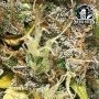 Caramellow Kush Auto Feminized by Sensi Seed Bank THC Content Potency Strength CBD Height Yield Flowering Time Indica Sativa Gen