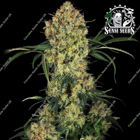 Aloha OG Feminized Marijuana Strain by Sensi Seed Bank For Sale Online at Cannabis Seeds Outlet