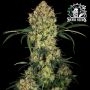 Aloha OG Feminized Marijuana Strain by Sensi Seed Bank For Sale Online at Cannabis Seeds Outlet
