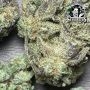 Aloha OG Feminized by Sensi Seed Bank THC Content Potency Strength CBD Height Yield Flowering Time Indica Sativa Genetics