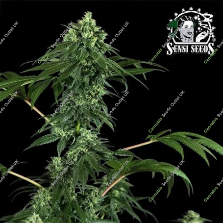 420 Punch Feminized Marijuana Strain by Sensi Seed Bank For Sale Online at Cannabis Seeds Outlet