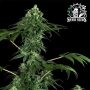 420 Punch Feminized Marijuana Strain by Sensi Seed Bank For Sale Online at Cannabis Seeds Outlet