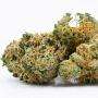 Seed Stockers Moby Dick Smoke Buds Weed Ganja Skunk Dope Pot Images Pics Nuggets