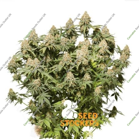 Moby Dick Feminized Marijuana Strain by Seed Stockers For Sale Online at Cannabis Seeds Outlet