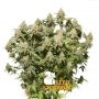 Moby Dick Feminized Marijuana Strain by Seed Stockers For Sale Online at Cannabis Seeds Outlet