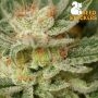 Moby Dick Feminized by Seed Stockers THC Content Potency Strength CBD Height Yield Flowering Time Indica Sativa Genetics