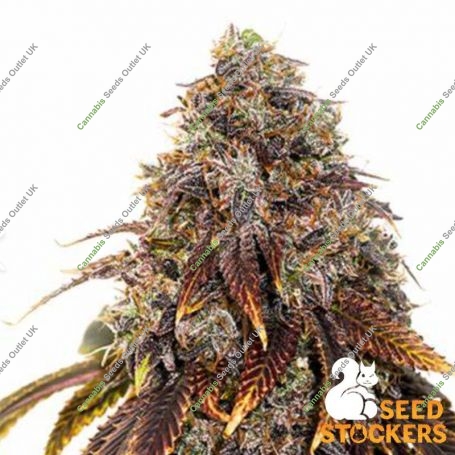 Gelato 41 Feminized Marijuana Strain by Seed Stockers For Sale Online at Cannabis Seeds Outlet