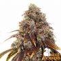 Gelato 41 Feminized Marijuana Strain by Seed Stockers For Sale Online at Cannabis Seeds Outlet