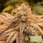 CBG Zero Due Feminized by Seed Stockers THC Content Potency Strength CBD Height Yield Flowering Time Indica Sativa Genetics