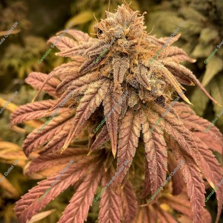 CBG Zero Due Feminized Marijuana Strain by Seed Stockers For Sale Online at Cannabis Seeds Outlet
