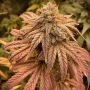 CBG Zero Due Feminized Marijuana Strain by Seed Stockers For Sale Online at Cannabis Seeds Outlet