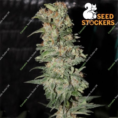 CBD Critical XXL Auto Feminized Marijuana Strain by Seed Stockers For Sale Online at Cannabis Seeds Outlet