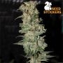 CBD Critical XXL Auto Feminized Marijuana Strain by Seed Stockers For Sale Online at Cannabis Seeds Outlet