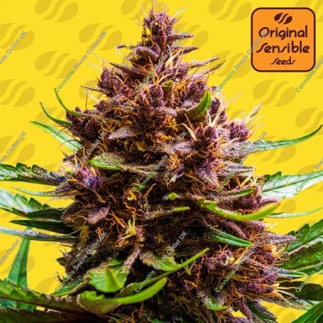 Pink Rozay StrawBanana Auto Marijuana Strain by Original Sensible Seeds For Sale Online at Cannabis Seeds Outlet