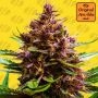 Pink Rozay StrawBanana Auto Marijuana Strain by Original Sensible Seeds For Sale Online at Cannabis Seeds Outlet