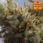 Pink Rozay StrawBanana Auto by Original Sensible Seeds THC Content Potency Strength CBD Height Yield Flowering Time Indica Sativ