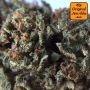 Original Sensible Seeds Black Dog Auto Smoke Buds Weed Ganja Skunk Dope Pot Images Pics Nuggets