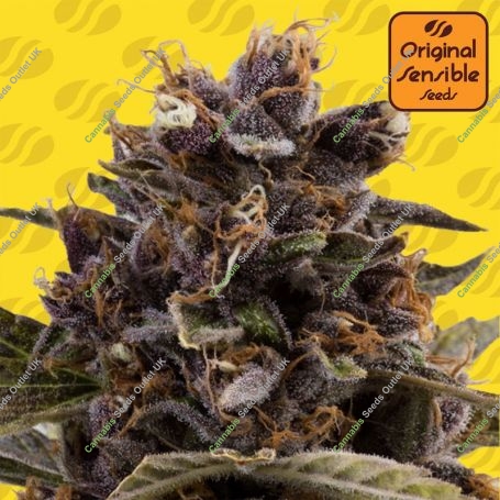 Black Dog Auto Feminized Marijuana Strain by Original Sensible Seeds For Sale Online at Cannabis Seeds Outlet
