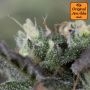 Black Dog Auto Feminized by Original Sensible Seeds THC Content Potency Strength CBD Height Yield Flowering Time Indica Sativa G