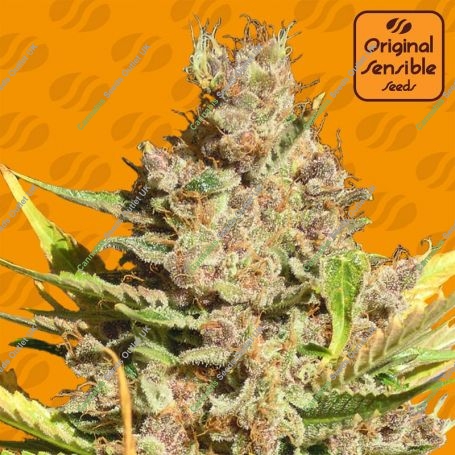 Alien Gorilla Feminized Marijuana Strain by Original Sensible Seeds For Sale Online at Cannabis Seeds Outlet