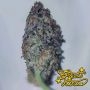 Greenhouse Seeds Kings Tart Smoke Buds Weed Ganja Skunk Dope Pot Images Pics Nuggets