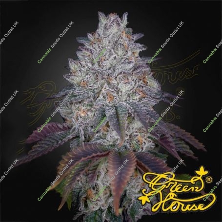 Kings Tart Feminized Marijuana Strain by Greenhouse Seeds For Sale Online at Cannabis Seeds Outlet
