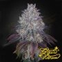 Kings Tart Feminized Marijuana Strain by Greenhouse Seeds For Sale Online at Cannabis Seeds Outlet