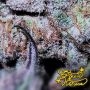 Kings Tart Feminized by Greenhouse Seeds THC Content Potency Strength CBD Height Yield Flowering Time Indica Sativa Genetics