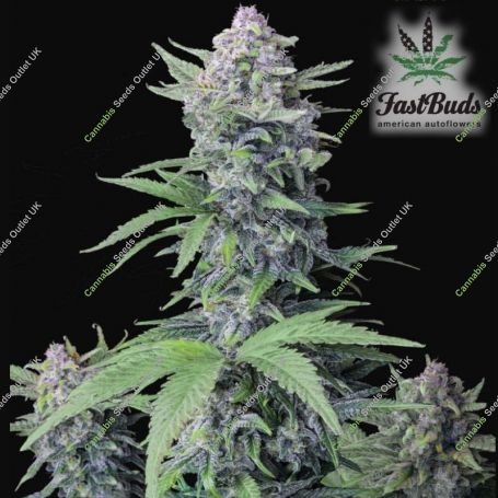 Tropicana Cookies Auto Marijuana Strain by Fast Buds For Sale Online at Cannabis Seeds Outlet