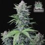 Tropicana Cookies Auto Marijuana Strain by Fast Buds For Sale Online at Cannabis Seeds Outlet