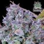 Fast Buds Tropicana Cookies Auto Smoke Buds Weed Ganja Skunk Dope Pot Images Pics Nuggets