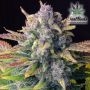 Tropicana Cookies Auto by Fast Buds THC Content Potency Strength CBD Height Yield Flowering Time Indica Sativa Genetics