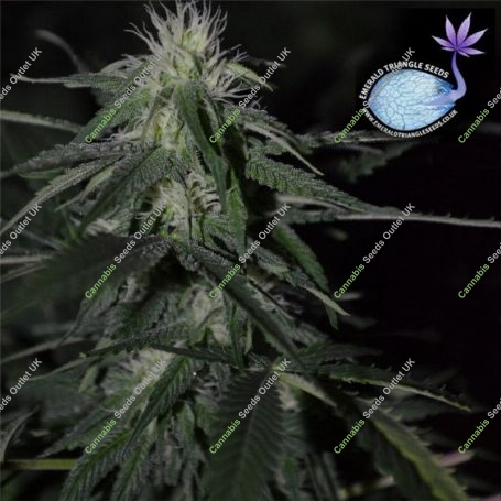 Banana Mass Feminized Marijuana Strain by Emerald Triangle For Sale Online at Cannabis Seeds Outlet