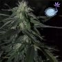 Banana Mass Feminized Marijuana Strain by Emerald Triangle For Sale Online at Cannabis Seeds Outlet